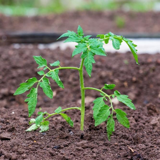 The cost is $15 a person.

The cost will have to be paid in advance.

There is no refund once you schedule a class.

We will allow you to reschedule once for a similar seed planting class.

Class will show and provide you with a hands on experience of planting tomato seeds.

David has planted thousands of tomato seeds.

You can plant a number of pots and tomato seeds. The charge for these will be $1.25 each.

We are keeping the class size down to 10 people so we can provide one on one help.

Class will last