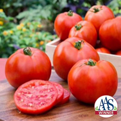 Red tomatoes on a wooden surface with a garden background and AAS Winner logo.