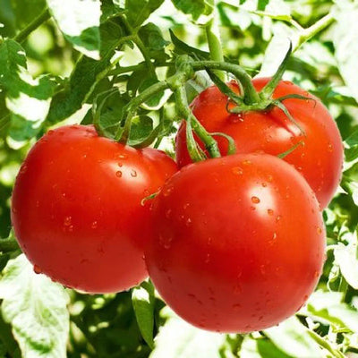 Cluster of ripe red tomatoes hanging on the vine.