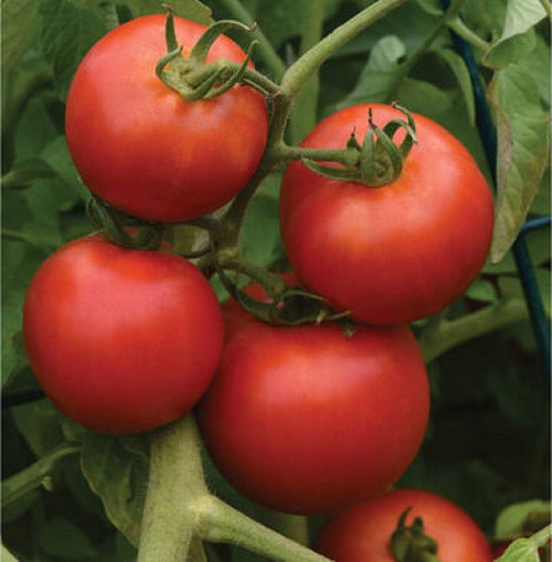 Classic extra-early slicer that works great for dry farming. A longtime early favorite, Early Girl produces heavy yields of full-flavored, 4 to 6 ounce tomatoes. One of the first varieties to ripen each year. Also prized for its performance as a "dry-farmed" tomato, owing to its extreme tolerance to drought and blossom end-rot.