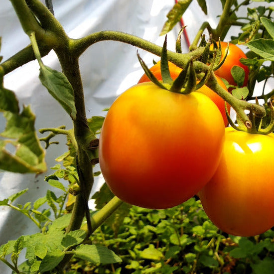 Ripe golden-orange tomatoes on the vine with green leaves in the background.