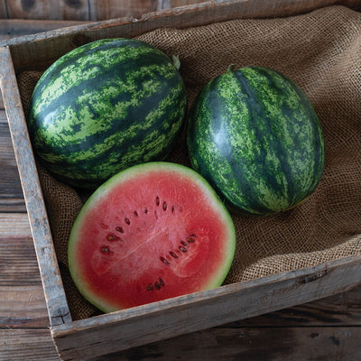 Watermelon Juicebox is an early maturing watermelon at a convenient icebox size, around 5 to 8 pounds.
Juicebox watermelon is a standout in this class for consistent fruit quality and refreshing flavor.
These seeds have been grown organically.
Resistant to Fusarium Wilt (Intermediate)