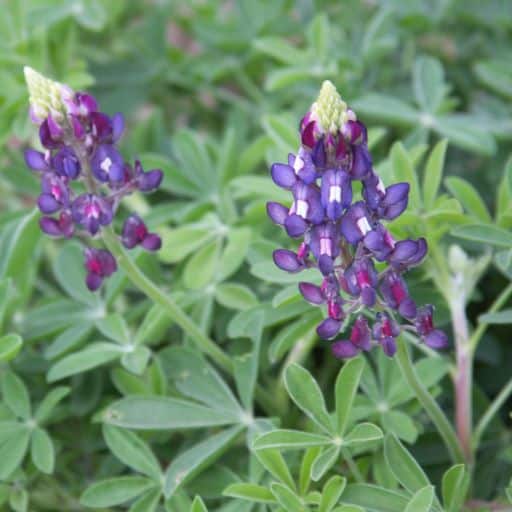 Purple Heart’ bluebonnets are a special variation of bluebonnets developed and increased in conjunction with Douglass King Seeds and Dr. Jerry M. Parsons, retired professor and Texas A&amp;M Extension Horticulturist.&nbsp;


Blooms in about 70 days. Germination rate about 70% or better.&nbsp;


Bluebonnets cannot tolerate poorly drained, clay based soils. Seed planted in poorly drained soils will germinate, but plants will never fully develop. Seedlings will become either stunted or turn yellow and soon die