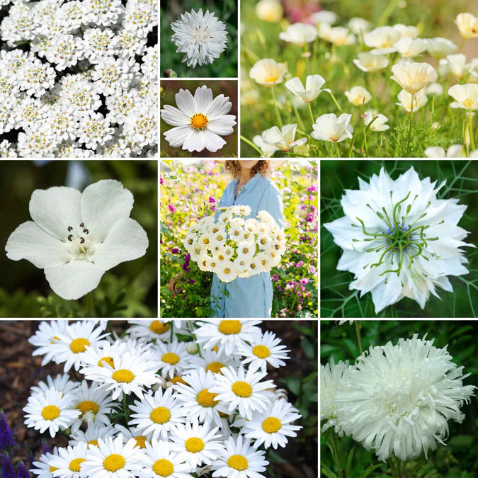 100% Annual: Candytuft Empress, Cornflower Tall White, Cosmos Vega White, Shasta Daisy, Zinnia Polar Bear, Nemophila Snow White, California Poppy Ivory Castle, Love in a Miss Jekyll White, Aster Ostrich White. 