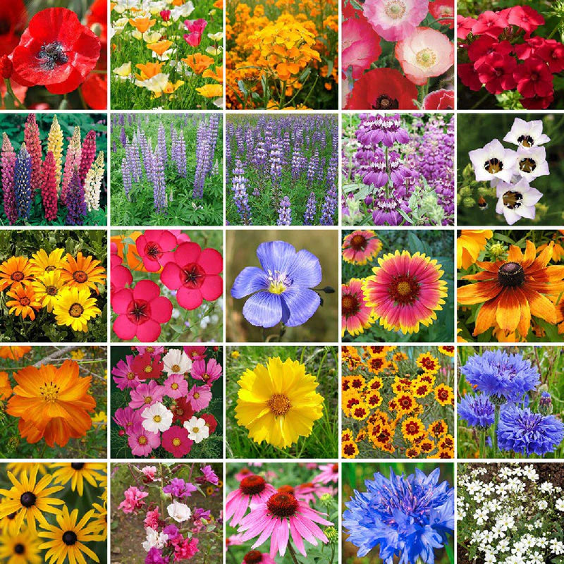 A collage of various colorful wildflowers representing a mix of annual and perennial plants suitable for the Southwestern states.