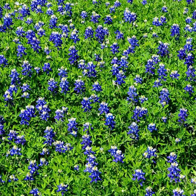 Native Texas Bluebonnet is a hardy winter annual native to Texas. Adopted as the "State Flower of Texas", this is the most commonly seen variety along roadsides and in uncultivated pastures throughout the state.

Bluebonnet flowers are densely arranged on a spike with a characteristic ice white terminal tip.

Blooms in about 70 days. Germination rate about 70% or better.