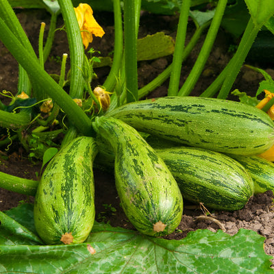 A cluster of light-green Zucchini Caserta plants with dark-green stripes, showing early green zucchini fruits on the vine.