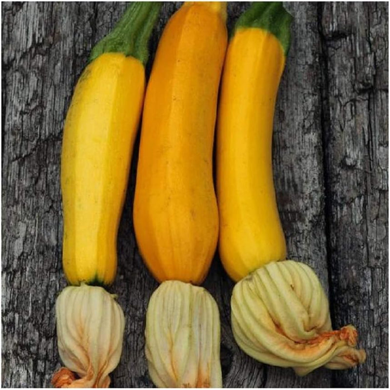 Golden Zucchini produces heavy yields on a compact bush,

Golden Zucchini are bright golden and delicious.

Harvest at 6 to 8 inches long while they are at their most luscious and to promote further growth.

Blink and you will have zucchini the size of your thigh, so keep a close eye on this one!

Harvest in about 60 days, Germination rate about 80% or better 