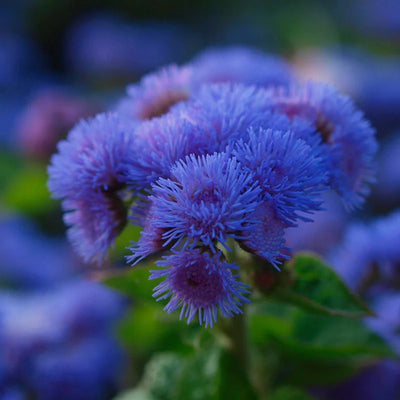 An outstanding cut flower in a shocking shade of blue, Dondo Blue Ageratum truly shines when planted in groups to create a compact, dense flowering bush.&nbsp; Butterflies love them, like all ageratums. Dondo Blue adds easy garden color in borders or containers from summer until frost. Ageratum flowers produce Seuss-like blossoms that are fuzzy and compact.&nbsp; Small in stature but big in interest, Ageratum are ideal border or accent plants as they are heat tolerant and grow no bigger than two feet tall. 