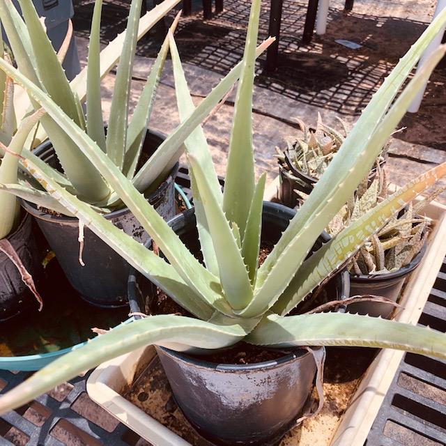 Plant Herb Aloe Vera