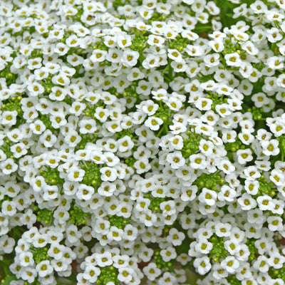 Attracts beneficial insects. Sweet Alyssum is fast and low growing, trouble free, and low cost, making it a popular choice for use as a beneficial insect habitat in vegetable and fruit production. Attracts beneficial insects such as lacewings, parasitic wasps, syrphid flies and tachnid flies. Well-branched plants with dense clusters of small flowers. Commonly known as sweet alyssum, but also known simply as alyssum. Perennial in zones 9 to 11.