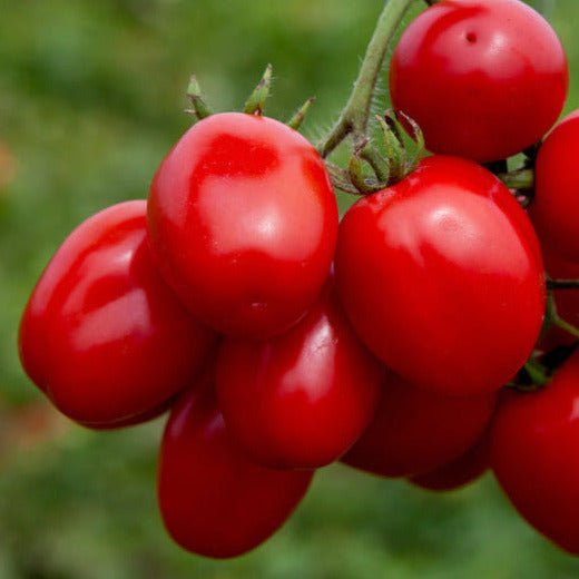 A long-time favorite heirloom plum. Large for a sauce tomato, Amish Paste&