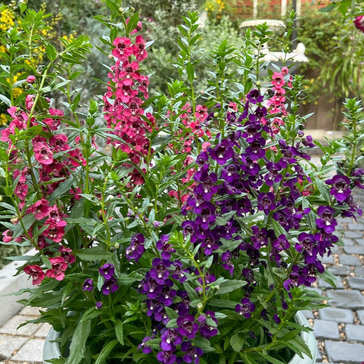 Angelonia is a carefree, continuous bloomer that is well-suited to landscapes, gardens and mixed containers, and performs well under a wide range of conditions. The perfect choice for water-wise, heat-loving plants. Deer and rabbit resistant.&nbsp;