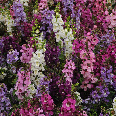 Plant Flower Angelonia 4.5 Inch Pot