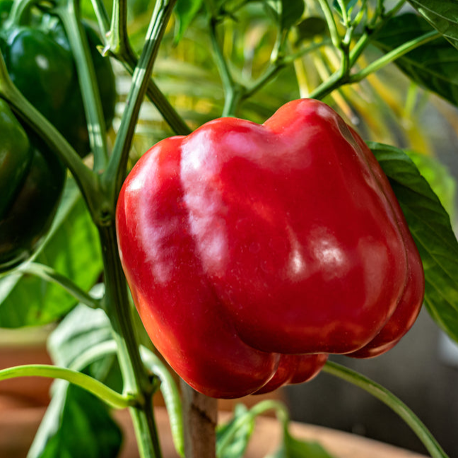 The best bell pepper you probably have never heard of! Almost exclusively grown by roadside-stand operators and growers for farmers markets. Perhaps the largest of all bells, Aristotle’s size is an enormous with unsurpassed disease resistance, including 3 races of bacterial spot. Three to 4-lobed, blocky peppers ripen from deep green to red and are borne on fairly compact plants. Try this variety for the biggest, most disease-resistant bells yet!