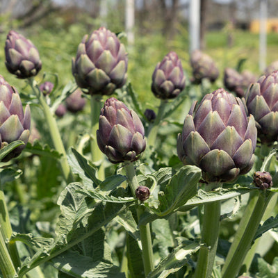 Field of purple artichokes growing on the plant.