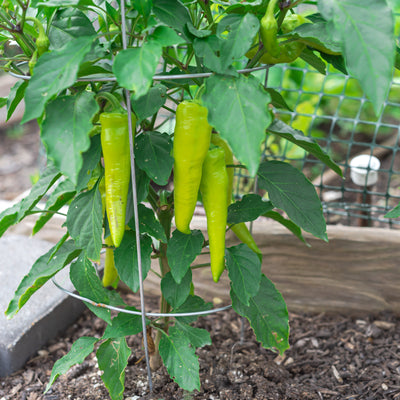 A sweet pepper used pickled or in salads, the Hungarian Sweet Wax Pepper will produce light yellowish green peppers that will turn to orange then red when mature; just sow them in a sunny spot with well drained soil and enjoy a bountiful harvest.  Harvest in about 70 days. Germination rate about 80% or better. 