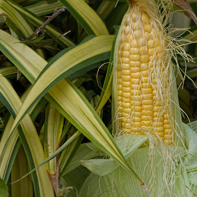 Golden Bantam Sweet Corn produces 5 to 6 foot stalks that can be planted more closely than other varieties. Ears are 6 and ½ inches long with 8 rows of golden yellow kernels. The milk stage is short so the ears must be picked without delay when the silks are dry. Similar to Golden Beauty Sweet Corn. Harvest in about 80 days. Germination rate about 80% or better.