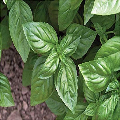 Genovese Basil is the classic Italian variety. It has an authentic flavor and appearance and is tall and relatively slow to bolt with large, dark green leaves about 3 inches long. Grows to a height of 24 to 30 inches. Harvest in about 68 days. Germination rate about 80% or better. 