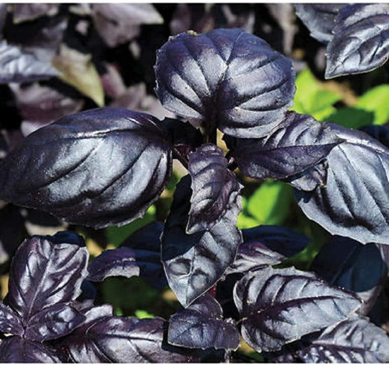 Herb Basil Amethyst Improved Purple 50 Non-GMO, Open Pollinated Seeds