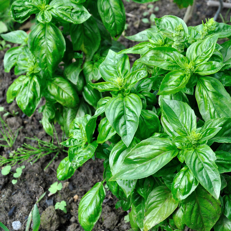 Pesto Italian Large Leaf Basil is a classic large leaf type.  This is a large plant with medium-dark green leaves up to four inches long. Compared to Genovese, the scent and taste are sweeter. This variety grows from 24 inches up to 30 inches.  Harvest in about 78 days. Germination rate 80% or better.