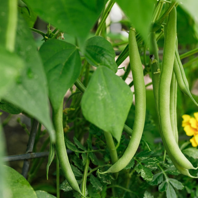 Green bean plants with mature green beans forming on the vines, with yellow flowers and lush green leaves in the background.