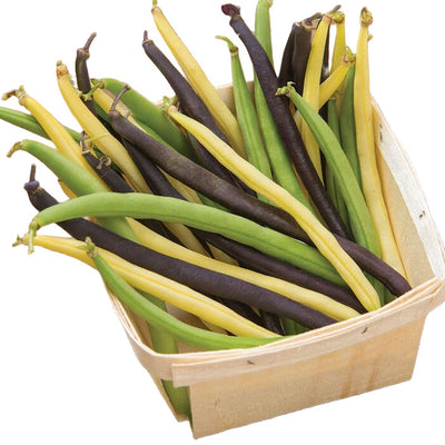 A wooden basket filled with a variety of colored bush beans, including green, purple, and yellow.