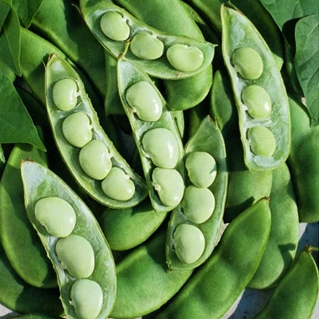 Fordhook Lima Bean is an All American Selections winner more than 60 years ago and still the standard for lima beans. 3 to 5 large beans per pod, 4 inch long pods. Early bearing and delicious, this is the best large-seeded variety. Open pollinated. Harvest in about 90 days. Germination rate 70% or better.