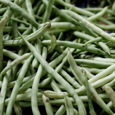 Jade Bush Beans have long attractive pods. Jade's 6 to 7 inch, slender, deep green pods are exceptionally tender and delicious. Large, upright plants keep beans clean and straight. Heat tolerant and high yielding even when stressed by heat or cold. High resistance to bean mosaic virus; and intermediate resistance to bacterial brown spot, curly top beet mosaic virus and rust.