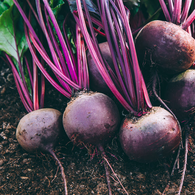 This very popular and versatile beet is rich in color and texture. Plant Detroit Dark Red Beet seeds and double your pleasure by enjoying both the roots and the greens. The Heirloom Detroit Dark Red prefers full sun and good drainage, but in most climates can also tolerate partially filtered shade. Can be planted in early spring or late summer. Harvest in about 60 days. Germination rate about 80% or better. Detroit Dark Red Beet is a best seller. You can enjoy both the root and the greens on this one!
