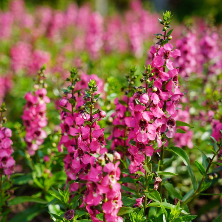 Angelonia is a carefree, continuous bloomer that is well-suited to landscapes, gardens and mixed containers, and performs well under a wide range of conditions. The perfect choice for water-wise, heat-loving plants. Deer and rabbit resistant.&nbsp;