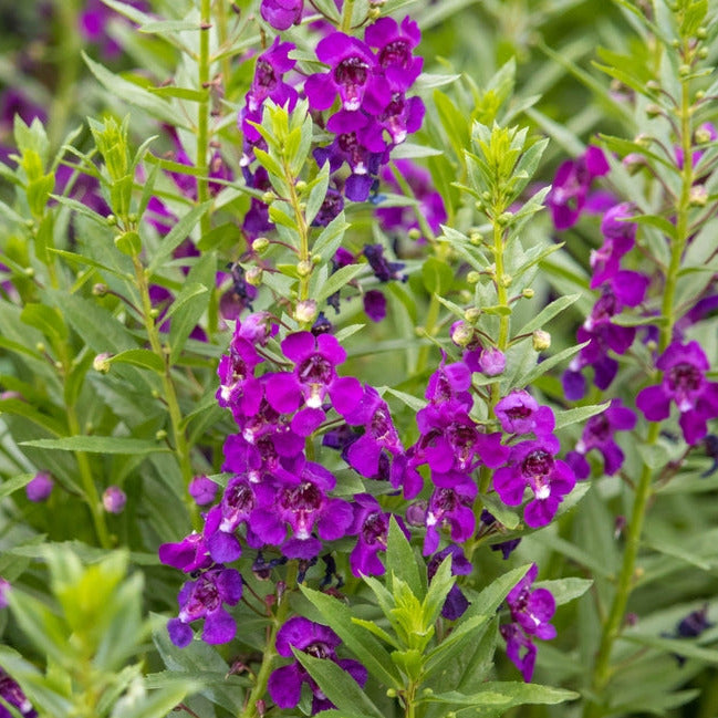 Plant Flower Angelonia 4.5 Inch Pot