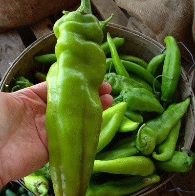 Big Jim Hot Peppers rate 15,000-30,000 on the Scoville Scale. Great flavor in a mildly hot green pepper. Developed by New Mexico State University, this is the preferred pepper to make green chili. Heavy producing plant with 12 inch long by 2 to 3 inch wide fruits. Sturdy plant will bow under the weight of these huge peppers! 