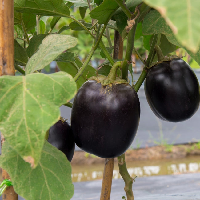 Black Beauty Eggplant is the classic Italian eggplant with high yields and no spines. Large, nearly black round to bell-shaped fruits have a slight signature ribbing. Medium to thick skin is deep purple and glossy when mature. Compact plants benefit from staking early in the season to support heavy yields of large fruit. This is a productive eggplant with a classic shape that produces 3 to 6 inch fruit. Harvest in about 70 days. Germination rate about 80% or better. 
