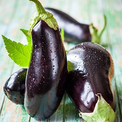 Plant Eggplant Black Beauty 4.5 Inch Pot