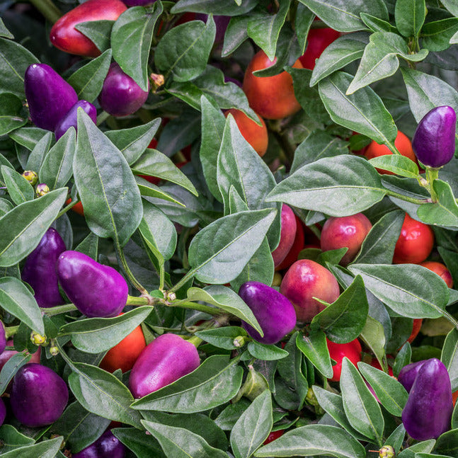All American Selections winner. Black Olive is a beautiful multi-use ornamental plant. Its fruits are dark purple and turn red as it matures. The red fruit combined with the dark purple foliage and bright purple flowers are spectacular and will add an excellent array of color to your garden