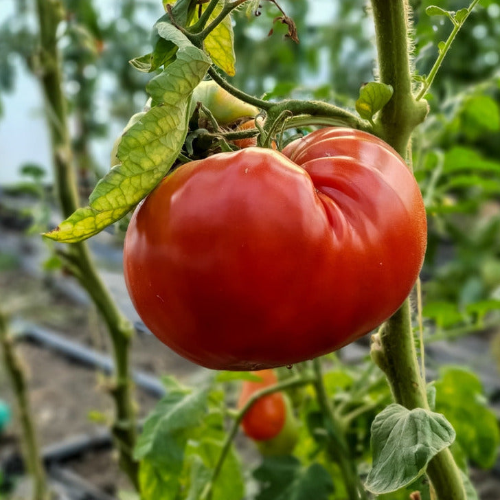 One of the best-tasting tomatoes. We describe Brandywine&