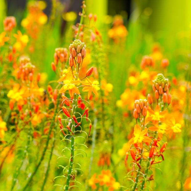 Plant Flower Bulbine Orange 1 Gallon Pot