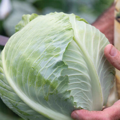 A person holding a fresh head of cabbage, with a patterned shirt and garden in the background.