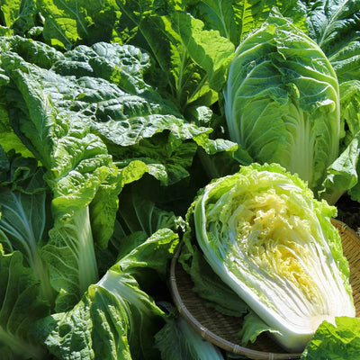Close-up of green cabbages with one cut open, set against a background of more cabbages.
