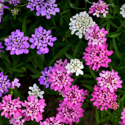 This slender annual produces dense clusters of small blooms in pink, white, and purple colors. It prefers full to partial sun and likes dry to moderate moisture. Soil temperature needs to be 70 degrees Fahrenheit for proper germination. Blooms in about 55 days. Germination rate is about 70% or better. Germination takes between 18 and 30 days.