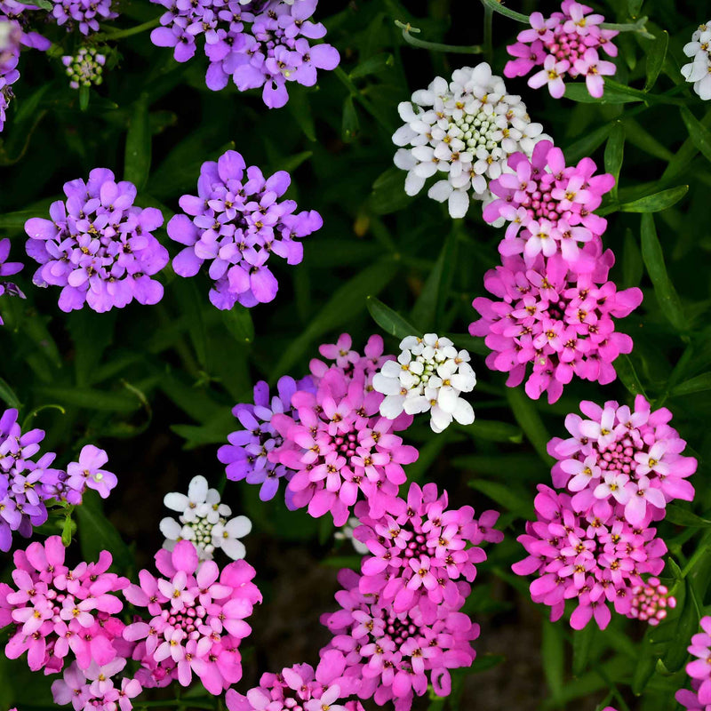 Flower Candytuft Annual Mix 100 Non-GMO, Heirloom Seeds