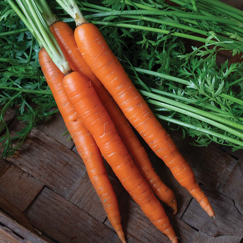 Pelleted Seed Hybrid Carrot Orange Fancy 4 Sizes Available