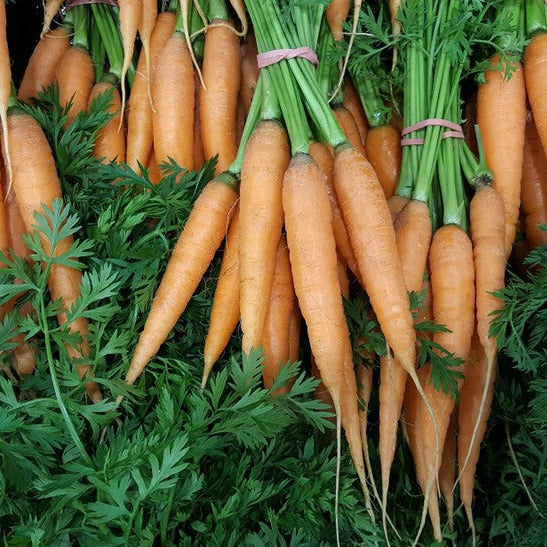 All American Selections Winner. Excellent all-purpose carrot! Very flavorful, sweet and tender. Smooth, dark orange, standard long, thin type carrot usually 9 inches long by 1 ½ inches round. This is the carrot usually found in your produce store. Performs best in loose soils. Stores well. Harvest in about 80 days. Germination rate about 80% or better.