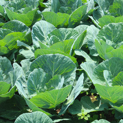 Champion Collard is a hybrid collard variety that was developed in 1979. Some say it is now considered an open pollinated through years of breeding. As the name suggests, Champion Collard is a champion of the heat and cold. It is slow to bolt in spring and early summer as temperatures warm, and it is also extremely cold-hardy. In southern states, it can be grown throughout the entire winter with no issues.