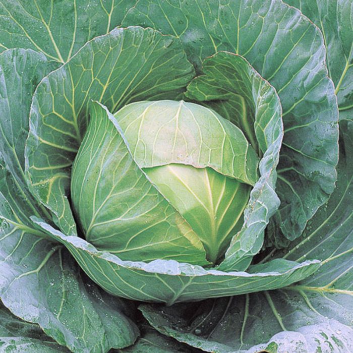 Plant Cabbage Cheers 4.5 pot