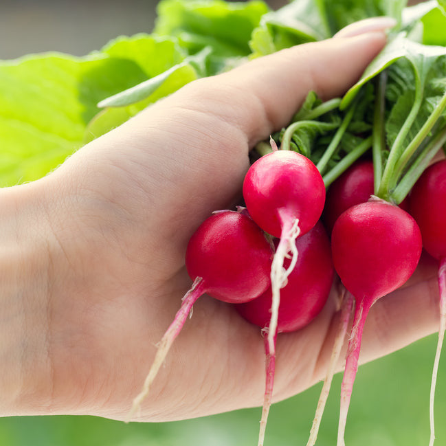 Cherry Belle Radish has round roots, bright red skin, and firm white flesh. Somewhat less susceptible to developing pithiness compared to other varieties. Our sweetest spring radish. Harvest in about 24 days. Germination rate about 80% or better. 