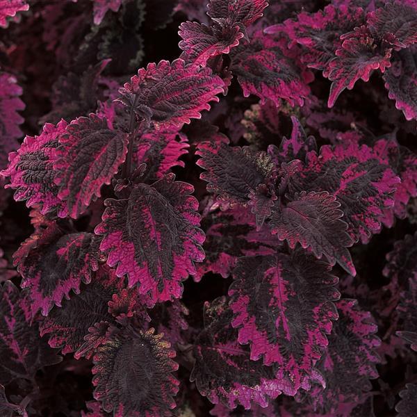 Plant Flower Coleus ChargeUp Florida Sun 1 Gallon