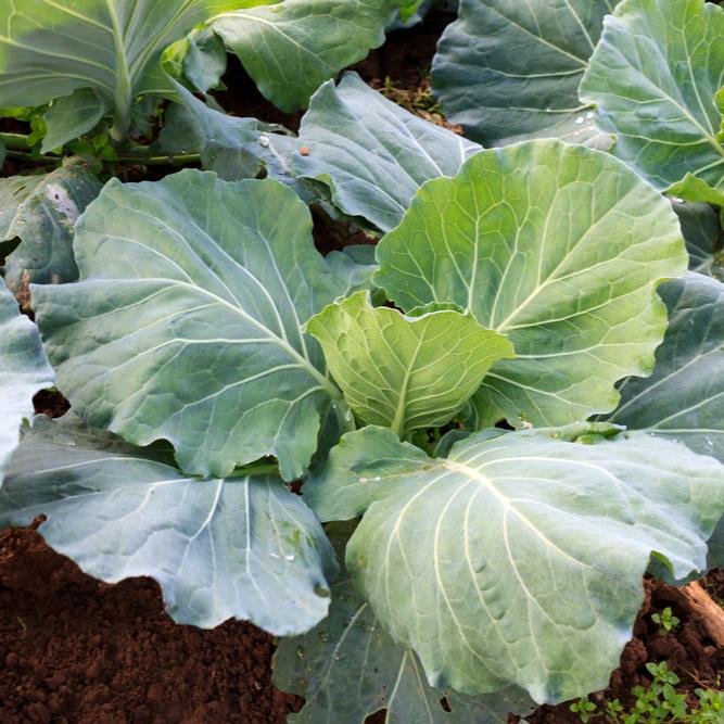 Plant Collards Vates 4.5 Inch Pot