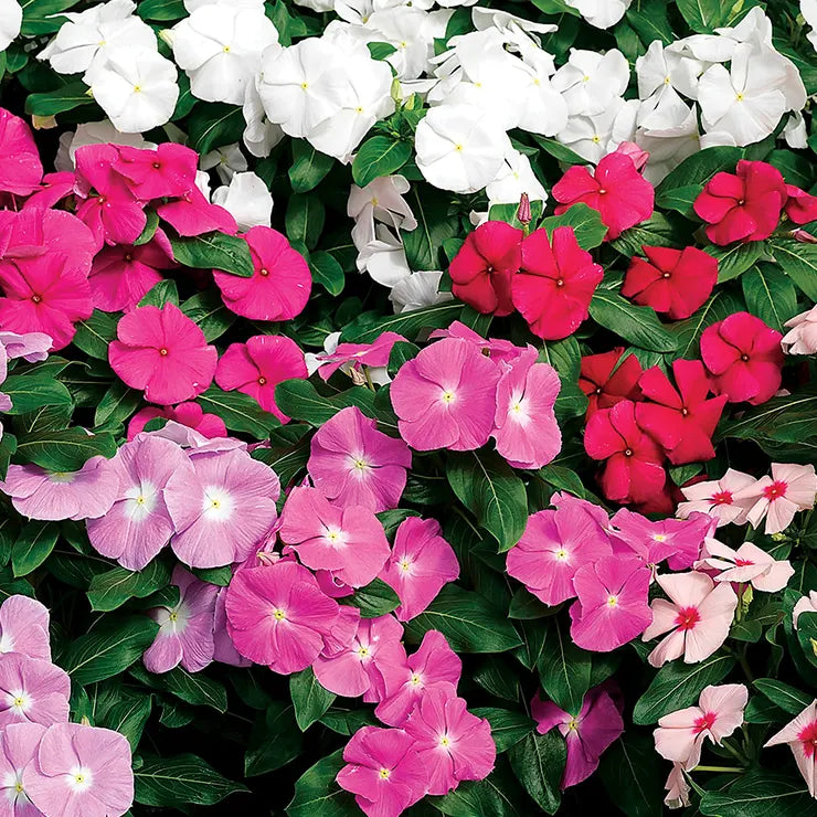 Plant Flower Vinca Cora Mix 3 Inch Pot